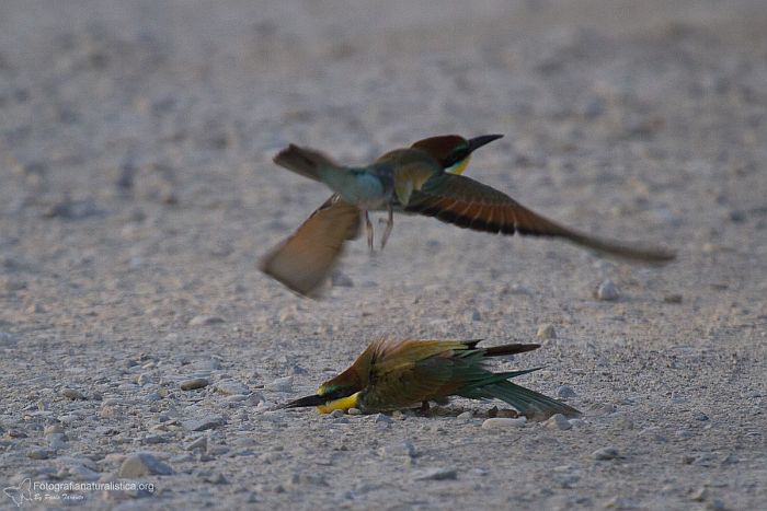 bagno di sabbia, sand bathing, Gruccione, Merops apiaster, bee eater, bienenfresser,  abejaruco, guepier, 