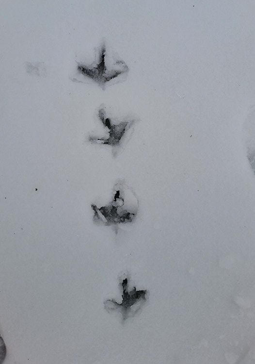 tracce fagiano, impronte fagiano, orme fagiano, impronta fagiano, footprint, tracks, fagiano, phasianus colchicus, common pheasant, fasan, faisan vulgar, decolchide