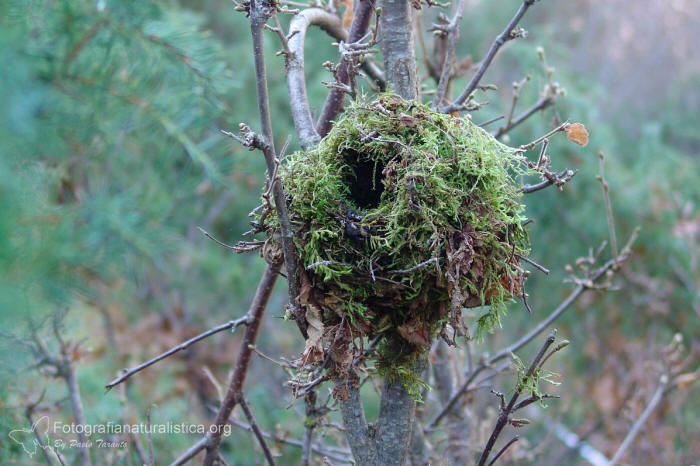 nido di moscardino, dormouse nest, Moscardino, muscardinus avellanarius, hazel dormouse, common dormouse, haselmaus, liron erano, muscardin, 