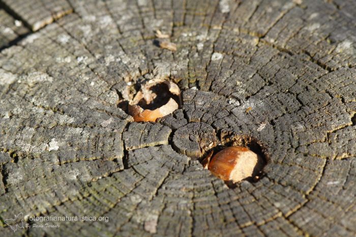 nocciola, incudine, alimentazione picchio rosso maggiore, picchio rosso maggiore, picoides major, great spotted, woodpecker, buntspecht  pico pic 