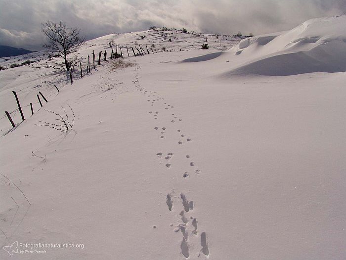 pista lepre, orme lepre, impronte lepre, tracce lepre, Lepre, lepus europaeus, lievre, feldhase, livre d'Europe, European Hare