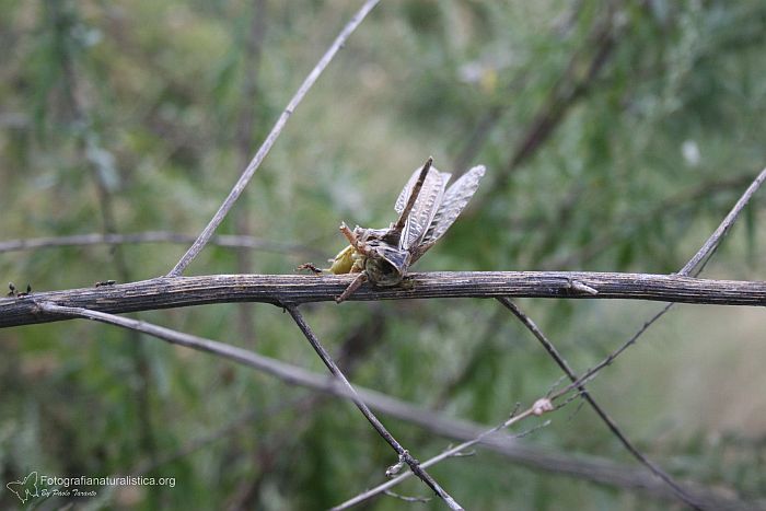 preda infilzata, spino, spina, cavalletta, averla piccolo, lanius collurio, red-backed shrike,  Neuntter , alcaudn dorsirrojo, Pie-griche corcheur