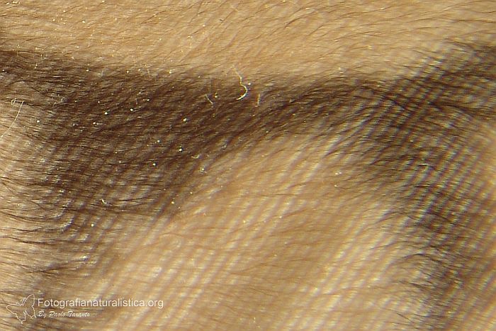 penna, velluto, volo silenzioso, piuma gufo, gufo comune, asio otus, long eared owl, feather, microscopic, macro photography feaher, fotografia macro piuma, rapaci notturni volo silenzioso, penne vellutate,  