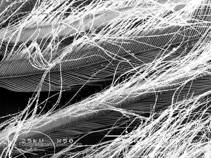 volo silenzioso rapaci notturni, fotografia microscopica piuma gufo, feather microscopic structure owl, SEM, scanning electron microscope, microphotography, gufo reale, bubo bubo, eagle owl, Uhu, bho real, Hibou grand-duc