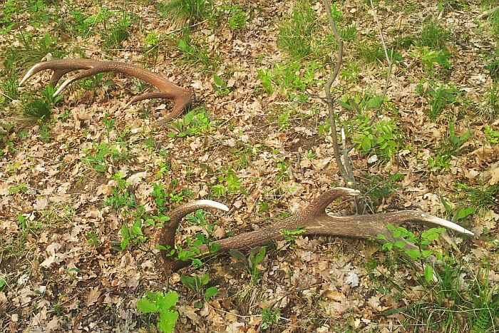 palchi, corna, Cervo, cervus elaphus, red deer, ciervo cerf, elaphe rothirsch,