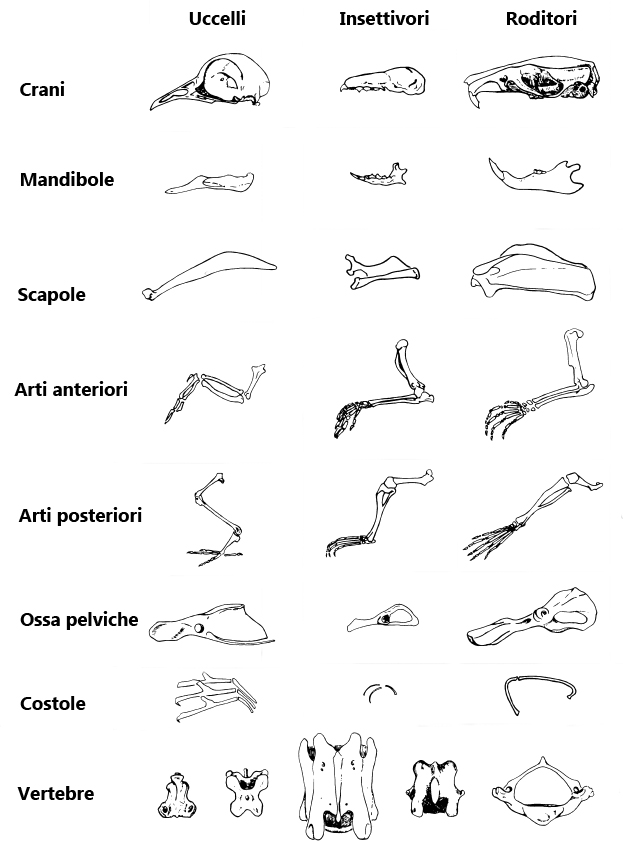 crani, ossa, uccelli, rettili, mammiferi, anfibi, bird skulls, mammal skull, reptiles skull, skeleton, amphibian skeleton skulls, 