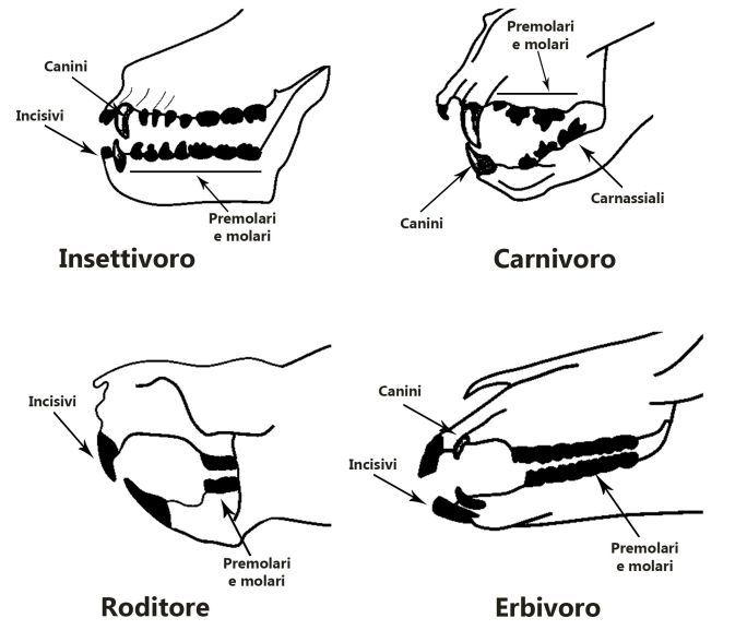 denti mammiferi, denti carnivori, denti roditori, denti erbivori, denti mammiferi insettivori, molari, premolari, canini, incisivi, carnassiali,