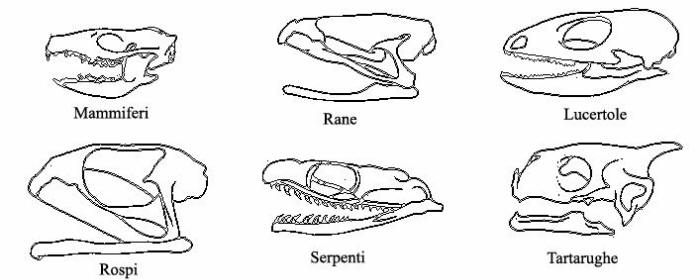 carni mammifer, rettili anfibi pesci lucertole rospi rane serpenti tartarughe