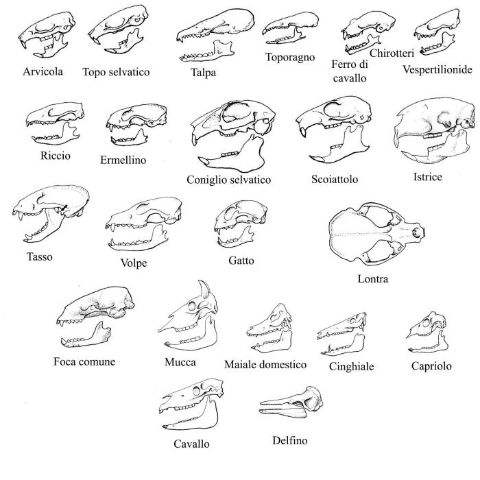 crani mammiferi europei, comparazione crani mammiferi, european mammal skulls atlas, 