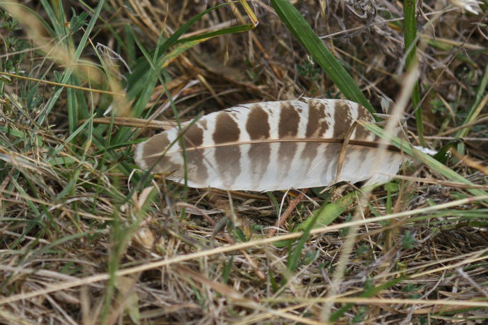 penna fagiano femmina, piuma fagiano femmina, feather pheasant, fagiano "phasianus colchicus" "common pheasant" fasan "faisan vulgar" decolchide