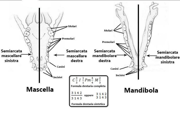 formula dentaria, mandibola, mascella, denti mammiferi, denti carnivori, denti roditori, denti erbivori, denti mammiferi insettivori, molari, premolari, canini, incisivi, carnassiali,