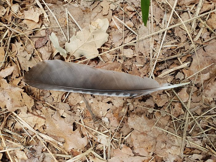 penna ghiandaia, piuma ghiandaia, jay feather, garrulus glandarius, 