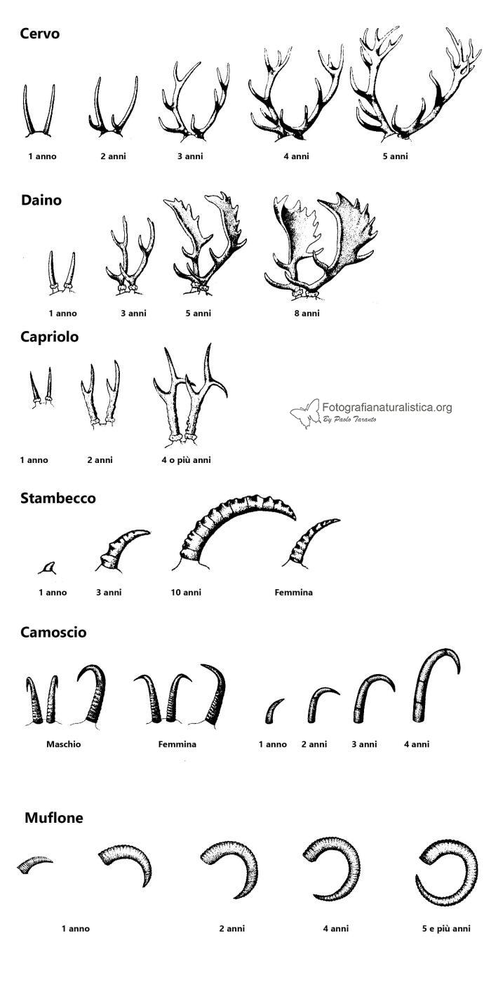 palchi, et, corna, crescita palchi, cervo, palchi cervo, palchi capriolo, muflone, camoscio, daino, 