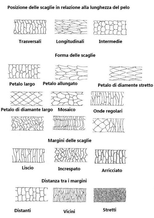 peli mammiferi analisi microsocpia, cuticola, sezione longitudinale, 