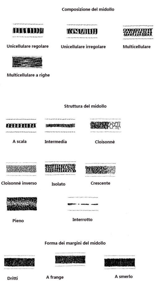 peli mammiferi analisi microsocpia, midollo, sezione longitudinale, 