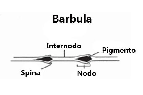 struttura microscopica piume uccelli, feather microscopic analysis, barbula, nodo, internodo, 