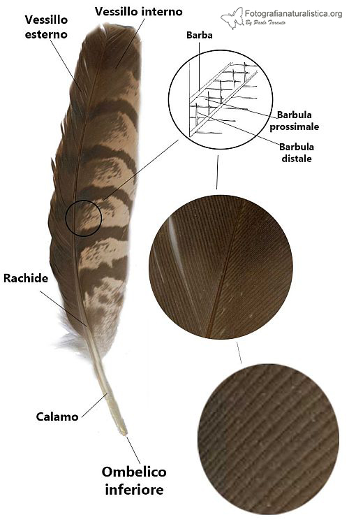 struttura di una penna, feather structure, barba, barbe, barbule, calamo, vessillo, penne uccelli, piume uccelli,