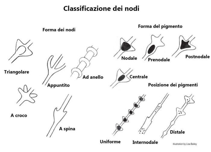 struttura microscopica piume uccelli, feather microscopic analysis, barbula, nodo, internodo, 