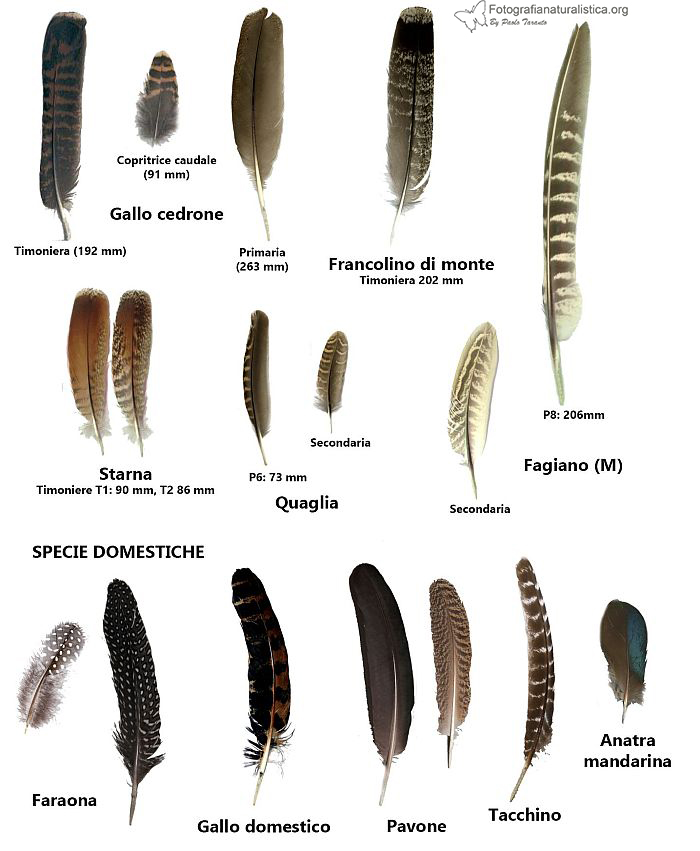 penne piume galliformi, gallo cedrone, piuma, penna, francolino di monte, starna, fagiano, quaglia, faraona, galo domestico, pavone, tacchino, anatra mandarina, 