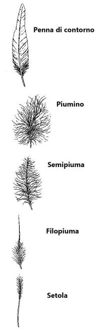 tipologie di piume, piumino, setola, filopiuma, analisi microscopica penne uccelli, microscopic analysis feathers, bird feathers, 