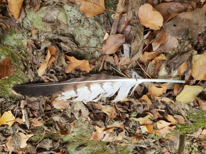 penna poiana, penne piume rapaci diurni, piuma poiana, common buzzard feather, poiana comune, buteo buteo, rato nero, Musebussard, Buse variable 