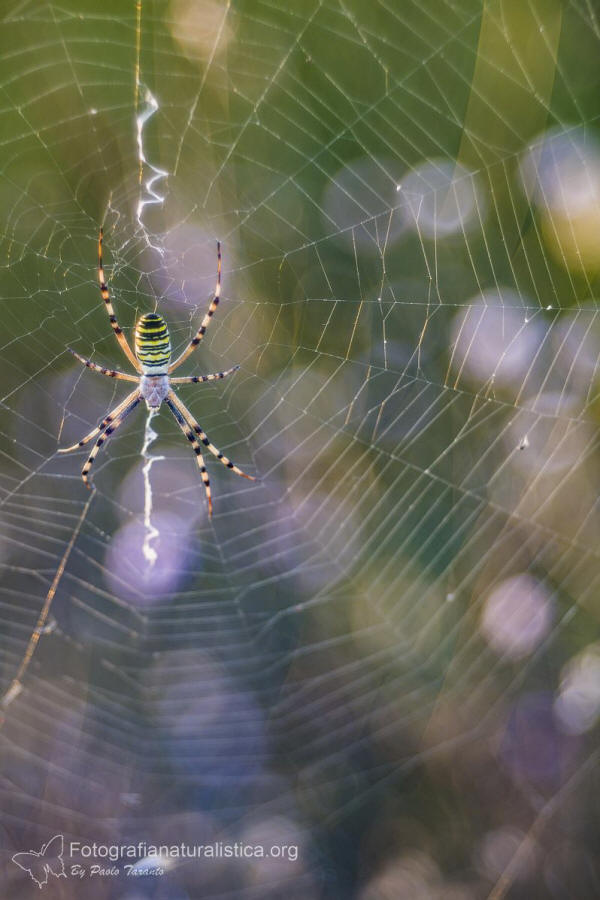 ragnatela ragno tigre, Argiope bruennichi, 