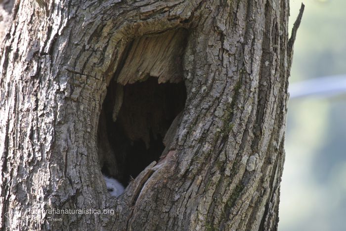 nido allocco, tawny owl nest, Allocco, Strix aluco, Tawny Owl, Waldkauz, Carabo comun, Chouette hulotte, 