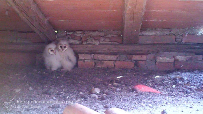 nido barbagianni, barn owl nest, pulli barbagianni, Barbagianni, tyto alba, barn owl, Schleiereule, lechuza comn, Effraie des clochers 