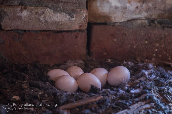 nido barbagianni, uova barbagianni, barn owl nest, barn owl eggs, Barbagianni, tyto alba, barn owl, Schleiereule, lechuza comn, Effraie des clochers 