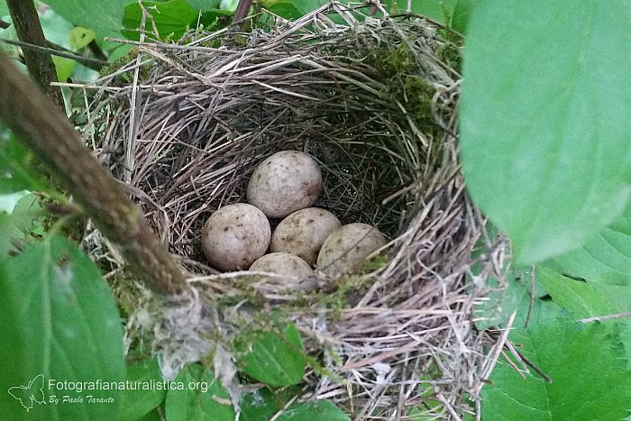 nido di capinera, uova di capinera, blackcap nest, blackcap eggs, Capinera, sylvia atricapilla, blackcap, Mnchsgrasmcke, curruca capirotada, Fauvette  tte noire 