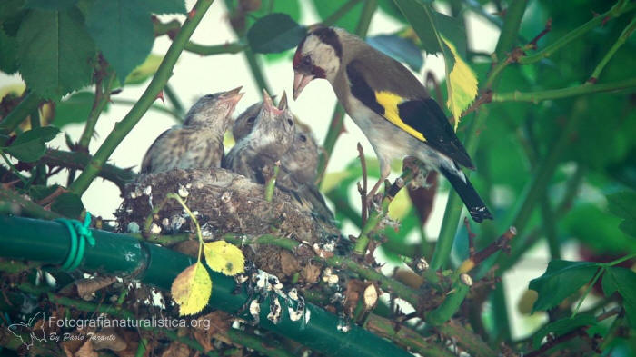 nido cardellino, goldfinch nest, Cardellino, carduelis carduelis, jilguero, goldfinch, stieglitz, Chardonneret lgant