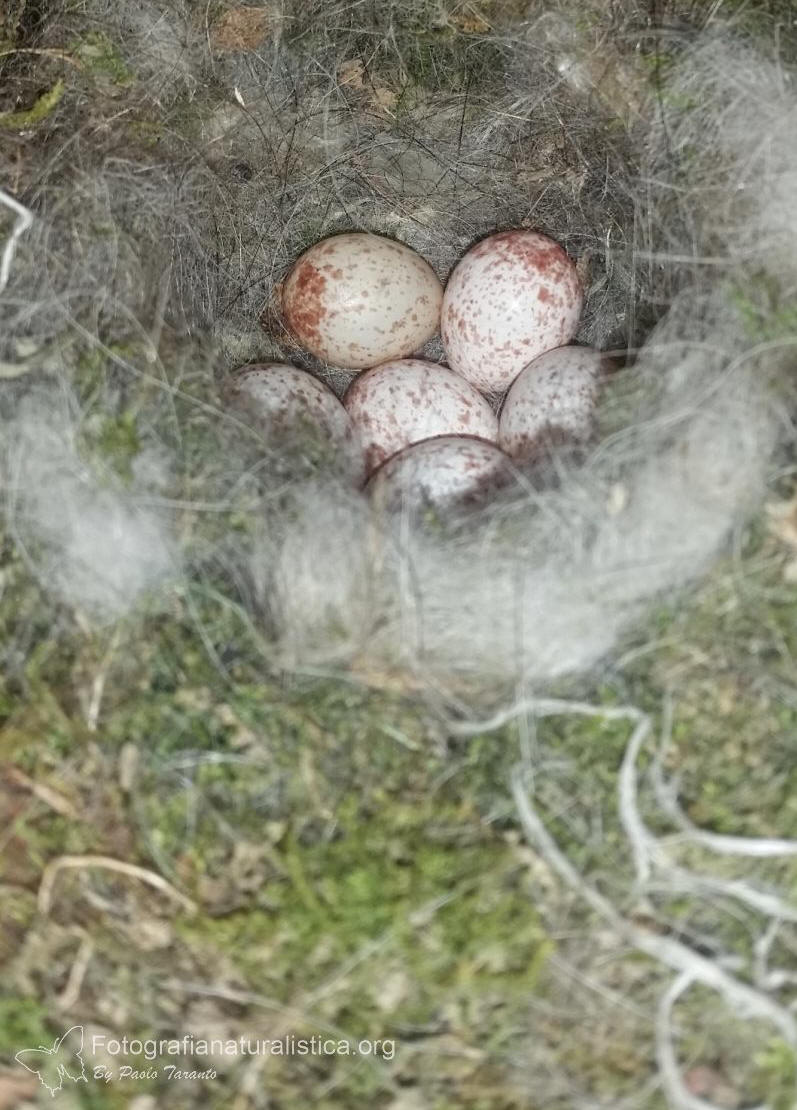 nido cinciallegra, uova cinciallegra, great tit nest, great tit eggs, Cinciallegra, parus major, great tit, Kohlmeise, carbonero comn, Msange charbonnire 