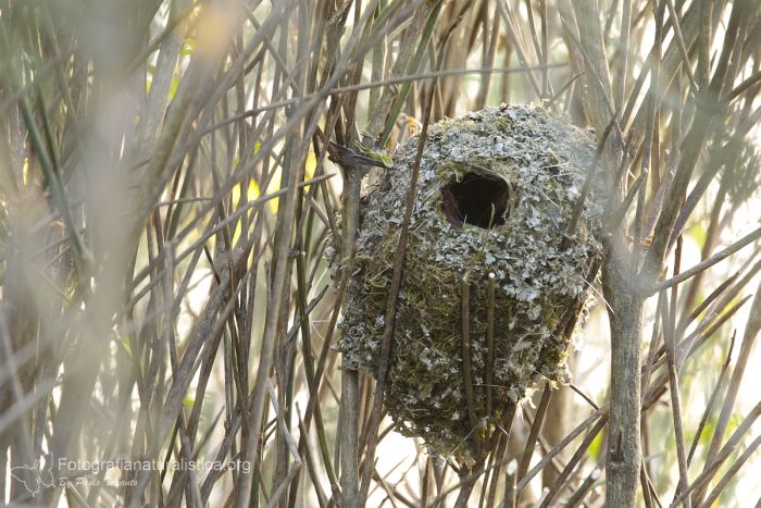 nido codibugnolo, long tailed tit nest, Codibugnolo, Aegithalos caudatus, Long-tailed Tit, Long-tailed Bushtit, Long-tailed Bushtit, mito "Msange  longue queue