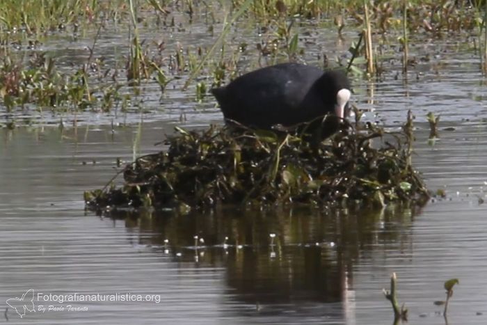 nido folaga, common coot nest, Folaga, fulica atra, common coot, focha comun, foulque macroule, Blsshuhn 