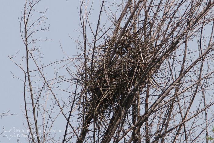 nido gazza, magpie nest, gazza, pica pica, magpie, elster, urraca de pico negro