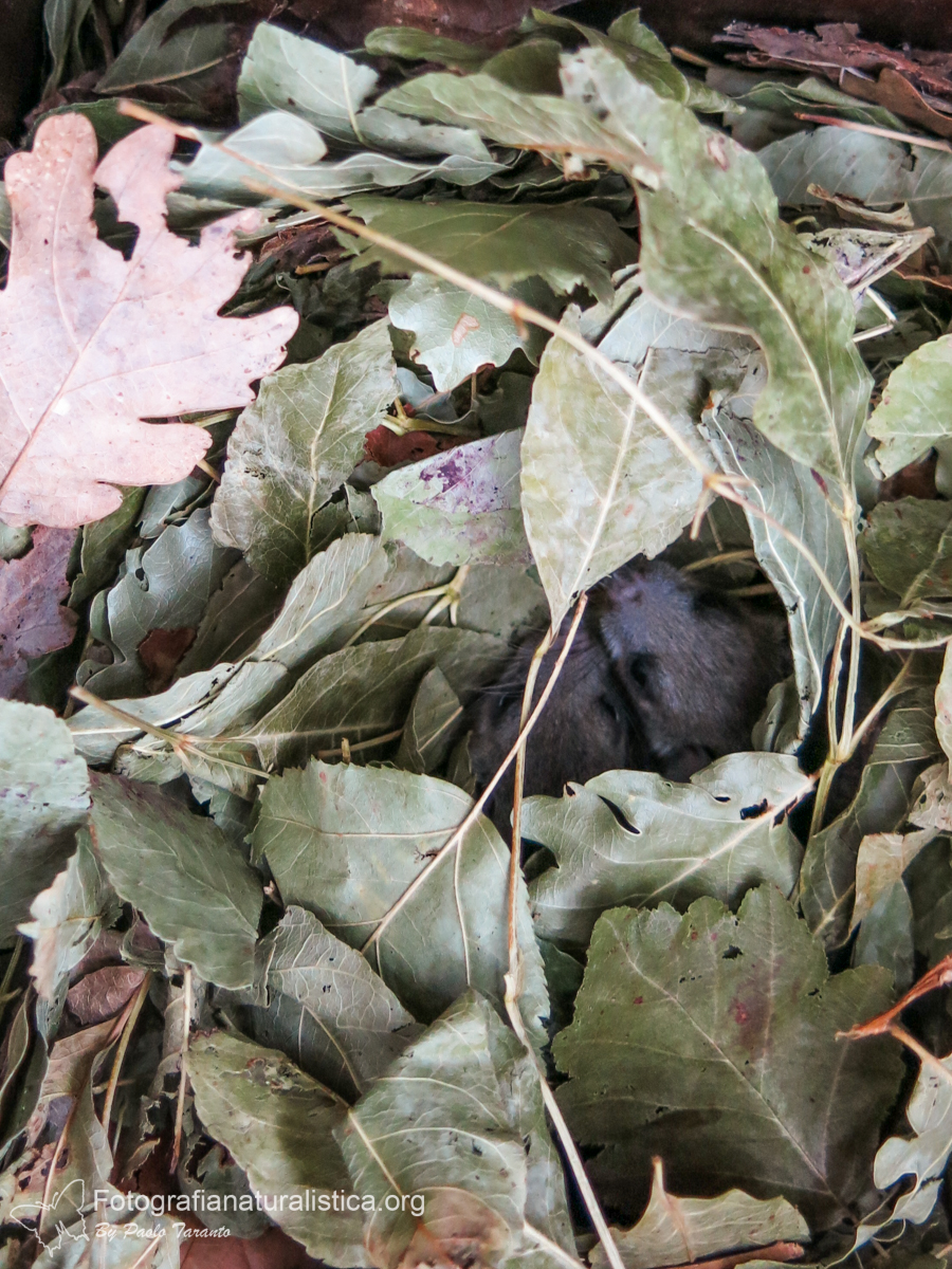 nido ghiro, ghiro cucciolo, edible dormouse nest, Ghiro, glis glis, edible dormouse, Siebenschlfer, lirn gris, Loir gris, 