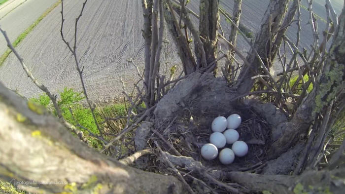 nido gufo comune, uova gufo comune, long eared owl nest, long eared owl eggs, Gufo comune, asio otus, long eared owl, Waldohreule, bho chico, Hibou moyen-duc, 