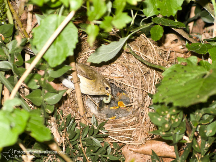 lu piccolo nido, common chiffchaff nest, Lui piccolo, Phylloscopus collybita, Common chiffchaff, zilpzalp, 