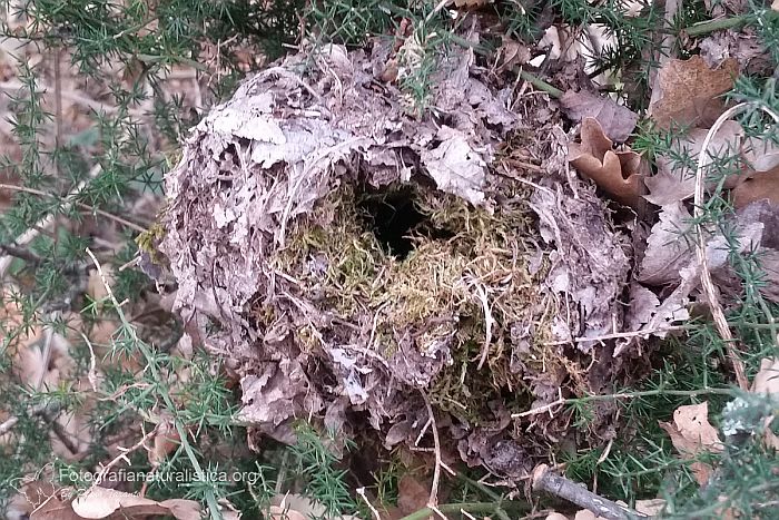 nido di moscardino, dormouse nest, Moscardino, muscardinus avellanarius, hazel dormouse, common dormouse, haselmaus, liron erano, muscardin, 