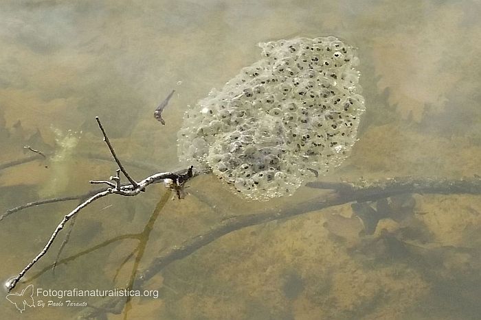 ovatura rana agile, Rana dalmatina, eggs, 