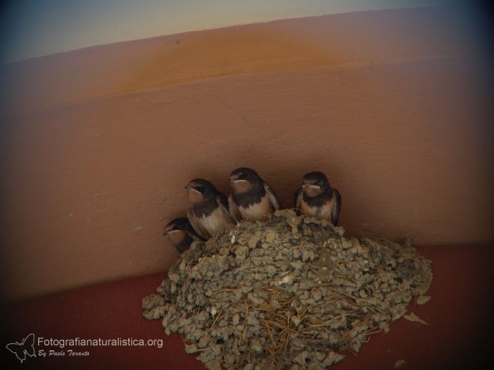 nido rondine, barn swallow nest, rondine, hirundo rustica, barn swallow, rauchswalbe, golondria comun, Hirondelle rustique 