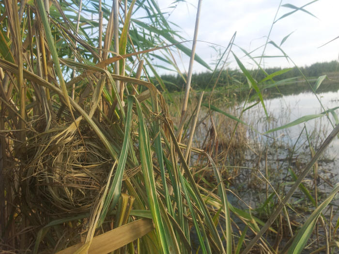 nido di moscardino, nest, Topolino delle risaie, micromys minutus, Zwergmaus, harvest mouse, raton espiguero, rat des moissons, souris des moissons, souris naine, 