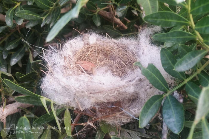 nido verzellino, nest, verzellino, serinus european, serin girlitz, verdecillo, serin cini