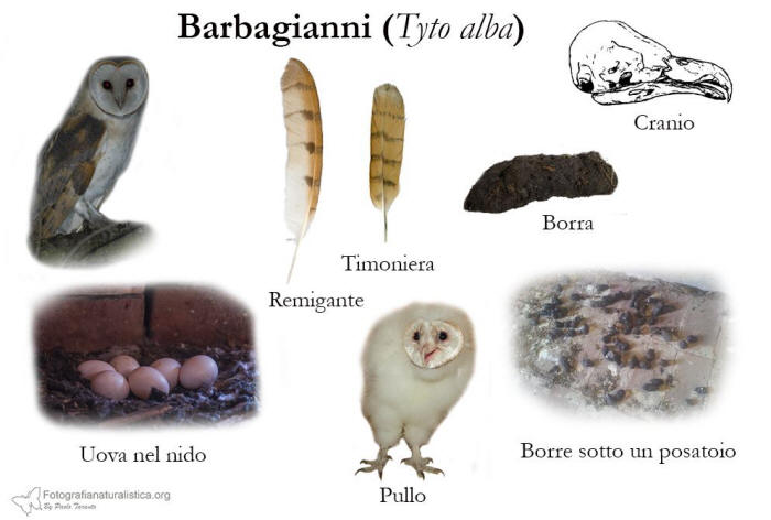 tracce, penne, nido, uova, borre, Barbagianni, tyto alba, barn owl, Schleiereule, lechuza comn, Effraie des clochers 