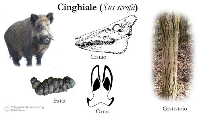 tracce, impronte, pista, sentiero, escrementi, fatte, tana, pelo, Capriolo, capreolus capreolus, roe deer, Reh corzo chevreuil 