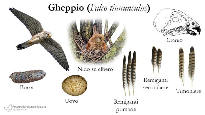 tracce, penne, nido, uova, borre, gheppio "gheppio europeo" "common kestrel" "eurasian kestrel" turmfalke "cernicalo vulgar" "faucon crecerelle"