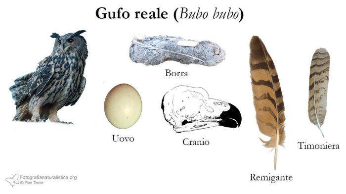 tracce, penne, nido, uova, borre, gufo reale, bubo bubo, eagle owl, Uhu, bho real, Hibou grand-duc