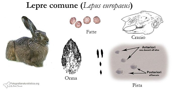 tracce, impronte, pista, sentiero, escrementi, fatte, tana, pelo, Lepre, lepus europaeus, lievre, feldhase, livre d'Europe, European Hare