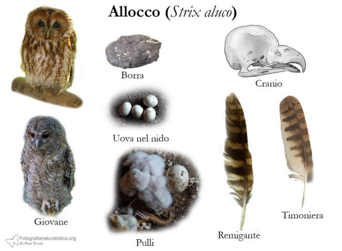 tracce, penne, nido, uova, borre, Allocco, Strix aluco, Tawny Owl, Waldkauz, Carabo comun, Chouette hulotte, 