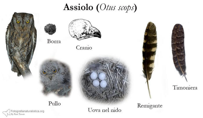 borra di assiolo, penne piume assiolo, nido assiolo, uova assiolo, otus scops, nest, eggs, pellet, feathers, scops owl, assiolo, otus scops, scops owl, Petit duc-scops, Autillo europeo, Zwergohreule,